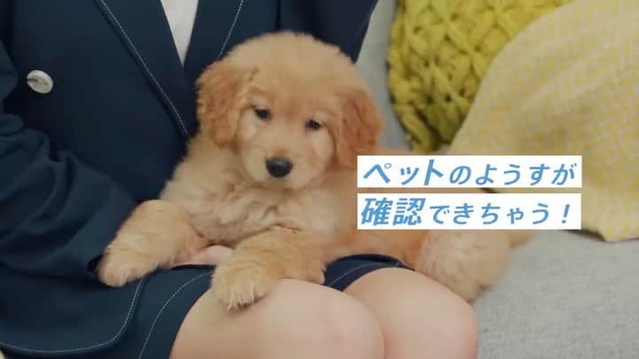 Panasonic ふだんプレミアムのインスタグラム：「【今日11月1日は犬の日💡】 そこで、おすすめアイテムを3つ紹介します✨ . ～その1～ 大好きなワンちゃん🐶の お留守番をモニタリングしませんか？ . お部屋にペットカメラを設置すれば いつもの寝場所💤が分かったり いたずらが発見できちゃったりするかも😳 . 詳しくは⬇️ --------------------------------- お留守番中のペットの様子を確認できちゃう、HDペットカメラは https://panasonic.jp/hns/products/hdn215.html --------------------------------- . #ペットカメラ #ペット #犬 #いぬ #愛犬 #犬のいる暮らし #いぬすたぐらむ #わんこカメラ部 #犬の日 #犬好きな人と繋がりたい  #犬好きさんと繋がりたい  #犬好き #犬のいる生活  #犬スタグラム #わんこのいる生活 #わんこ #わんこなしでは生きていけません会 #わんすたぐらむ #レトリーバー #レトリバー  #いぬのきもち  #パナソニック #panasonic」