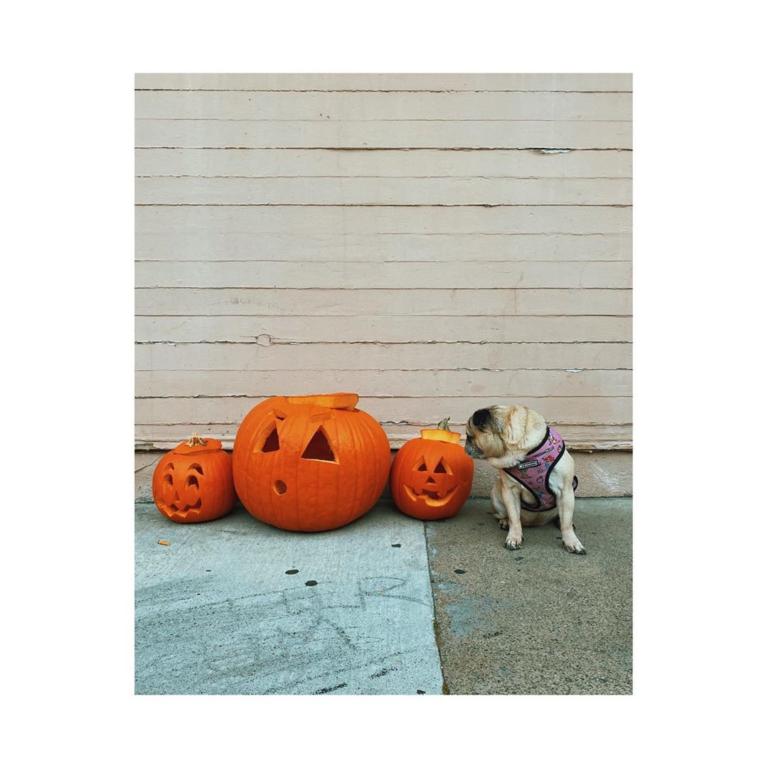 Melissa Santiagoさんのインスタグラム写真 - (Melissa SantiagoInstagram)「Neighborhood pumpkin inspector」11月1日 10時21分 - shortformelissa
