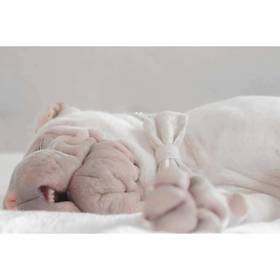 annie&pADdinGtoNさんのインスタグラム写真 - (annie&pADdinGtoNInstagram)「Sunday 💭 #toothypegs #lambington #sunday #sleepin #sharpei #bowtie #sharpeisofinstagram #wrinkles #love #sharpeiworld #dog #dogs #dogsofinstagram #dogslife #ilovemydog #instagood #weeklyfluff #instadaily #iloveyoutothemoonandback」11月1日 10時20分 - anniepaddington