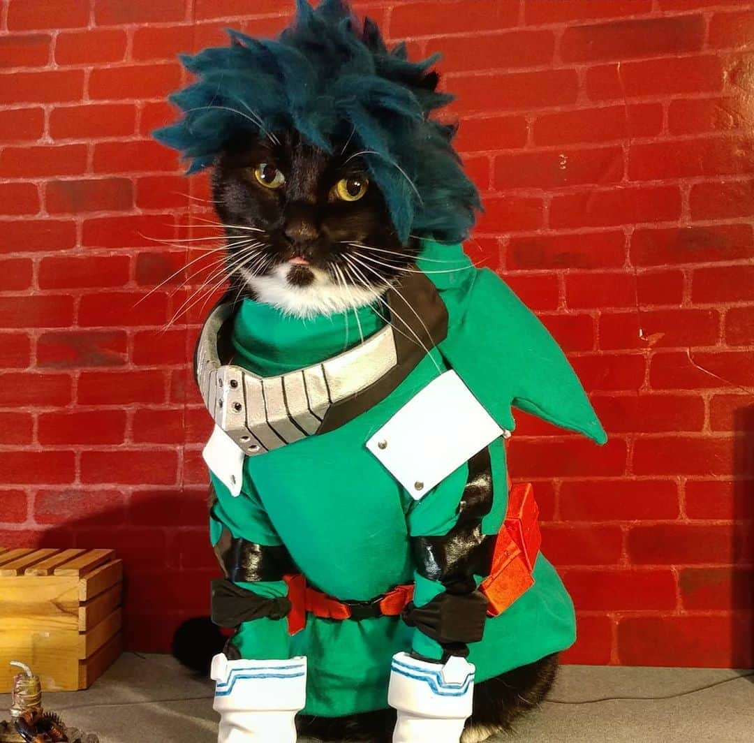 猫コスプレさんのインスタグラム写真 - (猫コスプレInstagram)「Did your #Halloween Go Beyond?  Purrs-Ultra!  #MyHeroAcademia #HappyHalloween  . . . . . . . . #spooktacular #deku #midoriya #izukumidoriya #izukumidoriyacosplay #dekucosplay #mha #mhacosplay #bnhacosplay #bnha #bokunoheroacademia #cat #catcostume #catsinclothes #catsofinstagram #catstagram #petclothes #PetCostume #halloween #halloweenseason #fangtastic #halloween2020 #anime #animememes」11月1日 10時33分 - cat_cosplay