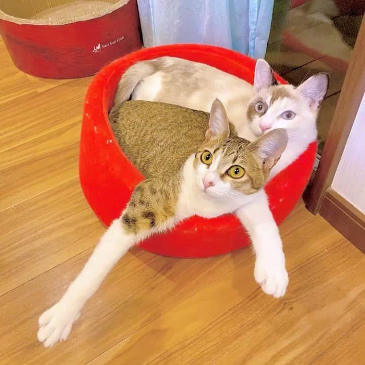 相沢あいのインスタグラム：「しぃさぁキョロキョロ動画 #しぃさぁ姉妹  _  #cat #kitten #catstagram #catsofinstagram #catsagram #子猫 #保護猫 #保護ねこ #仔猫 #ねこ #cat_of_instagram #cat_of_world #catlife #catlover #catlovers #fluffy #fluffycat #にゃんすたぐらむ #ねこすたぐらむ」