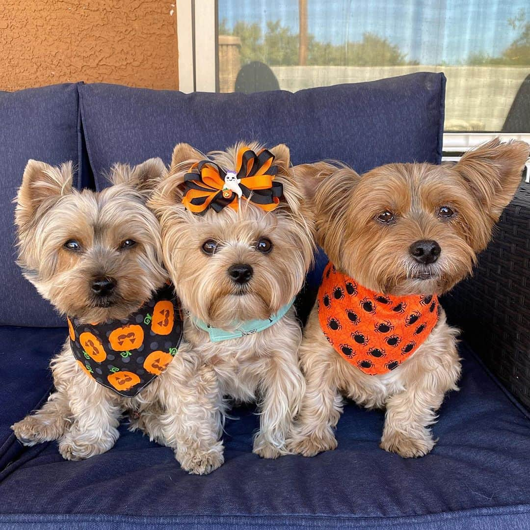 さんのインスタグラム写真 - (Instagram)「Max, Allie & Sammy 💭 Happy Halloween! 👻🎃💀🍭🍫🍡🍬Mommy took this picture of us back in our old house in Phoenix on October 19th, two days before our big bro Oliver’s passing! 💔🥺🙏🏼 He was napping and we didn’t want to disturb him! 🥰♥️😴 We Miss Ollie and we want to thank you all again for your love and support! We wish all our friends a safe and happy Halloween!! ♥️🥰👻🎃💀🍬🍭🍫🍡#Halloween2020 #TrickOrTreat」11月1日 2時04分 - happyyorkiefamily