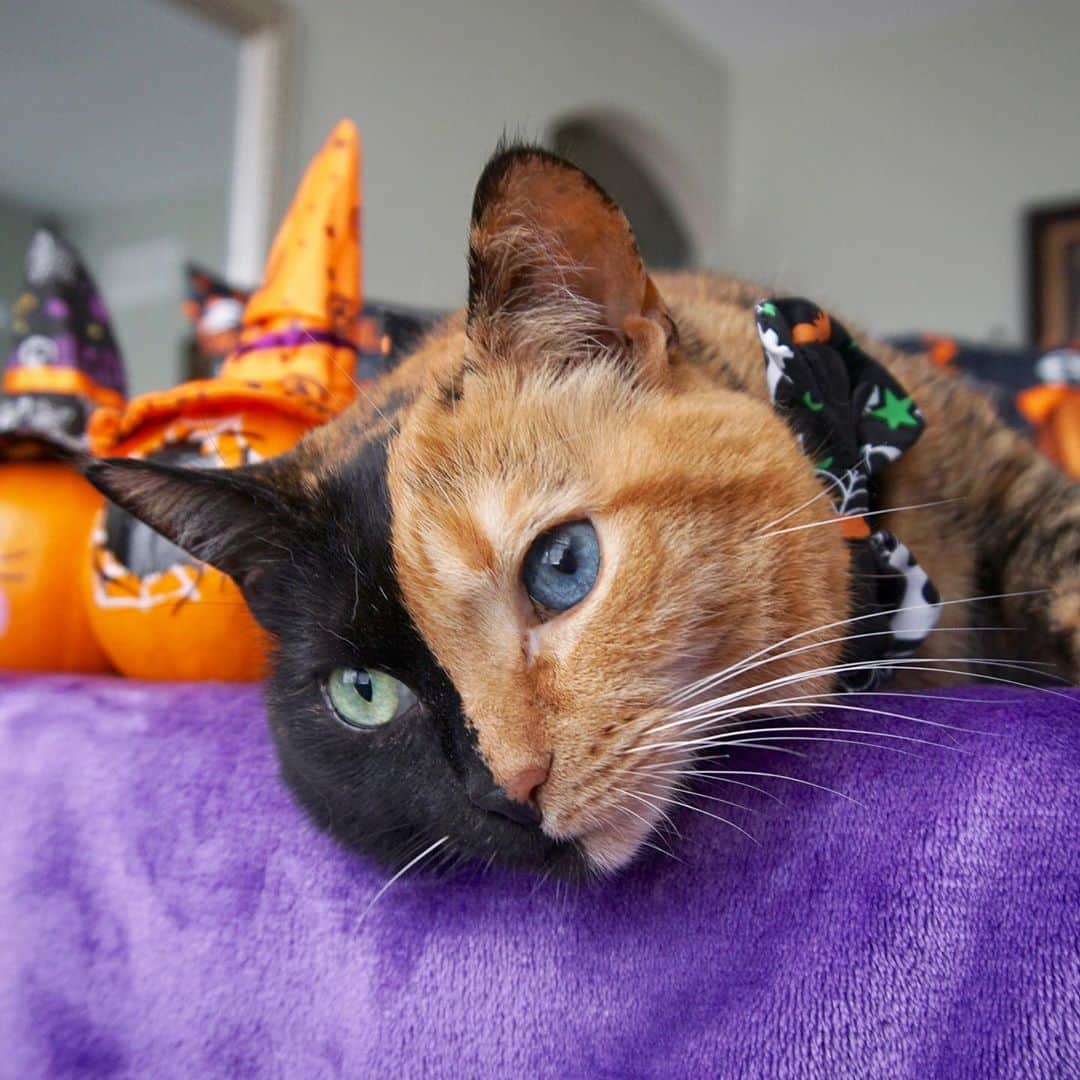 Venus Cat さんのインスタグラム写真 - (Venus Cat Instagram)「👻 Happy Meowloween! 🎃 Here are our 10 top favorite Halloween pics from the past 11 years.  ?Which is your favorite?  📸 for painted pumpkin - @katnisscatreporterofficial  #halloween #costume #halloweencat #THEhalloweenCAT #BORNforHalloween #catsofinstagram @cats_of_instagram @meowed #weeklyfluff 🕷」11月1日 2時04分 - venustwofacecat