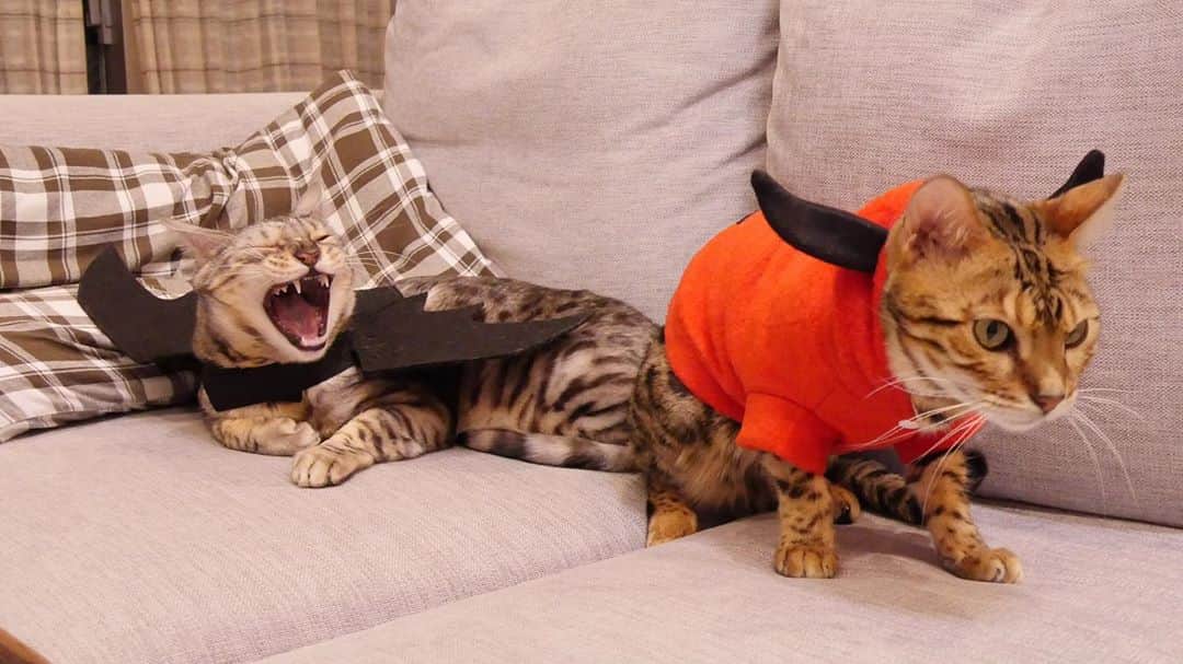 トミックのインスタグラム：「今年のハロウィン🐈🎃👻🐈  #トミスタJ #トミック  #YouTuber #ルト　#ロゼ　#猫 #cat #ベンガル #ハロウィンコスプレ  #happyhalloween  #ちょっとルト多めな気がするけどそんなことないからね🐈」