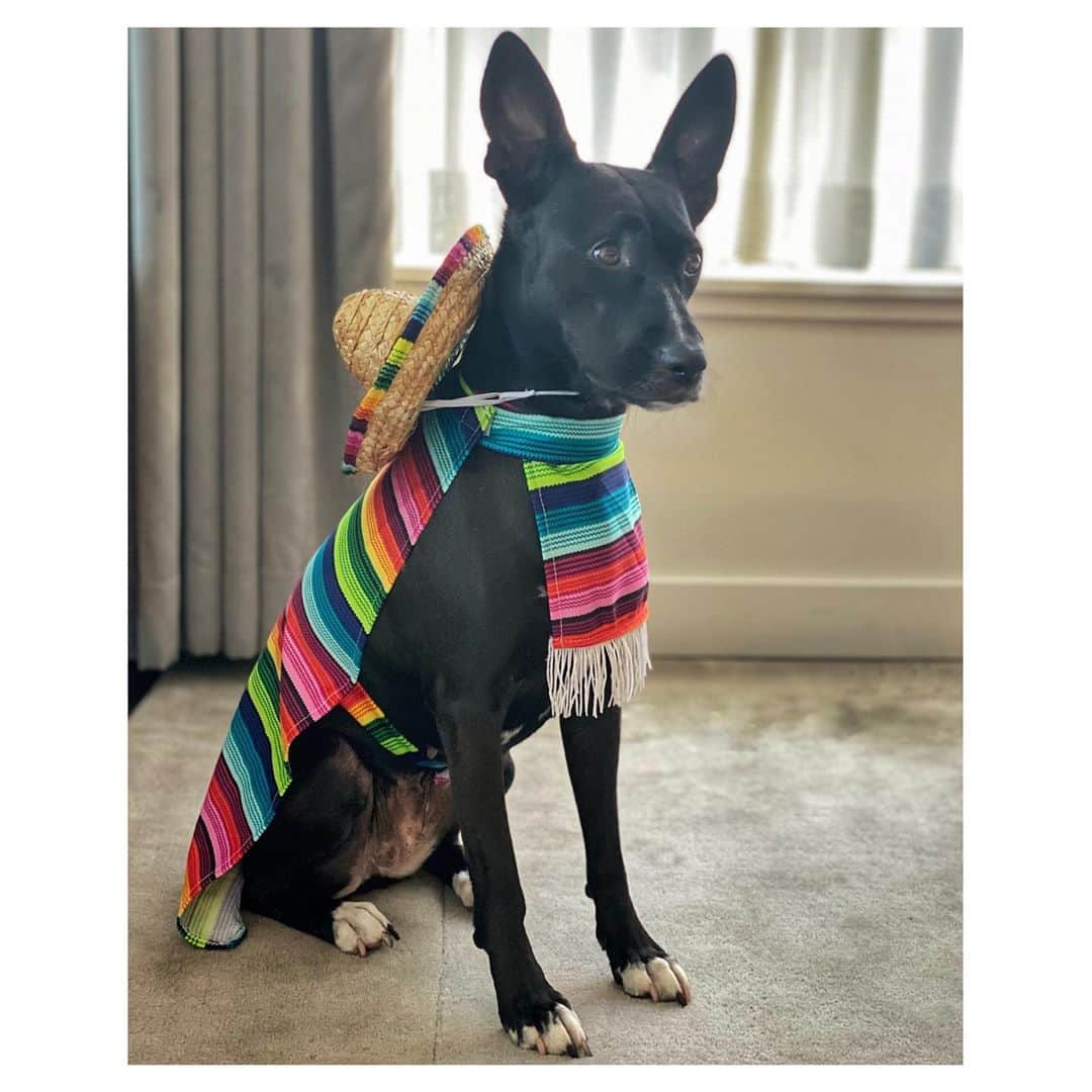シャンテル・ヴァンサンテンのインスタグラム：「Fur-ball Mom out in FULL force today! Happy Halloween from Señorita Nova! 🎃 👻 🎃」