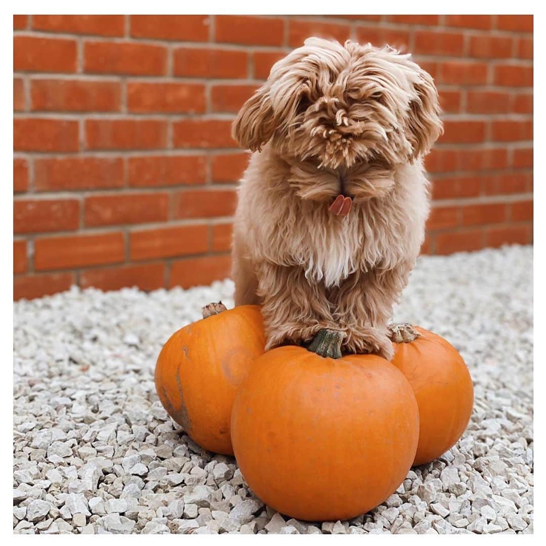 Olivia Burtonさんのインスタグラム写真 - (Olivia BurtonInstagram)「Puppies and pumpkins = the happiest of Halloweens! @littlerouxroux 🐶🎃」11月1日 2時33分 - oliviaburtonlondon
