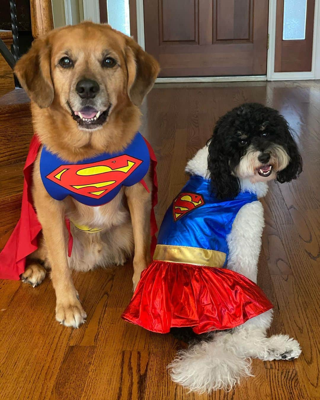 ポーラ・クリーマーさんのインスタグラム写真 - (ポーラ・クリーマーInstagram)「Happy Halloween 🎃👻 #2020 #Riley #Penny #superman #superwoman」11月1日 3時21分 - paulacreamer1