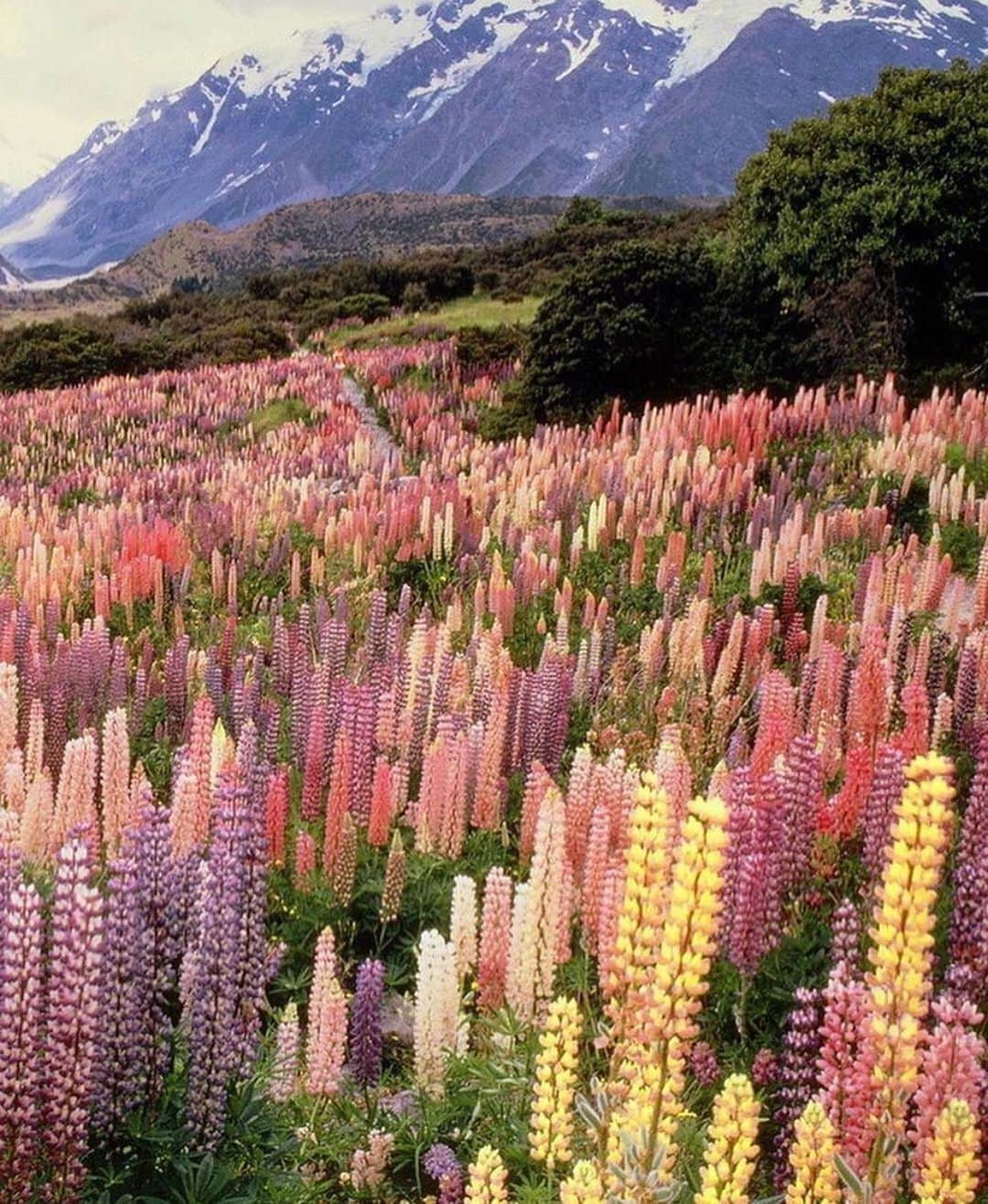 AnOther Magazineさんのインスタグラム写真 - (AnOther MagazineInstagram)「#GorgeousGardens –  a field of wild lupines at Aoraki Mount Cook National Park in New Zealand 🌸⁠⠀ ⁠⠀ RG @mignonettetakespictures 🔁」11月1日 3時34分 - anothermagazine