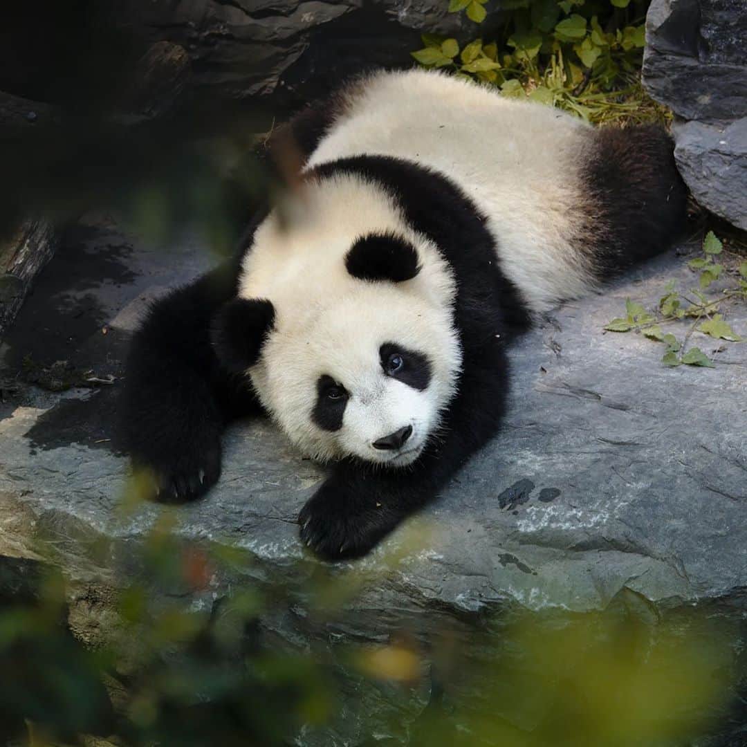 エルアールジーのインスタグラム：「Pandas eat almost nothing but bamboo shoots and leaves. Occasionally they eat other vegetation, fish, or small animals, but bamboo accounts for 99 percent of their diets. Pandas eat fast, they eat a lot, and they spend about 12 hours a day doing it. The reason: They digest only about a fifth of what they eat. Overall, bamboo is not very nutritious. To stay healthy, they have to eat a lot—up to 15 percent of their body weight in 12 hours—so they eat fast. 🐼 #FeedTheAnimals  #LRG #TheFreshOutdoors」
