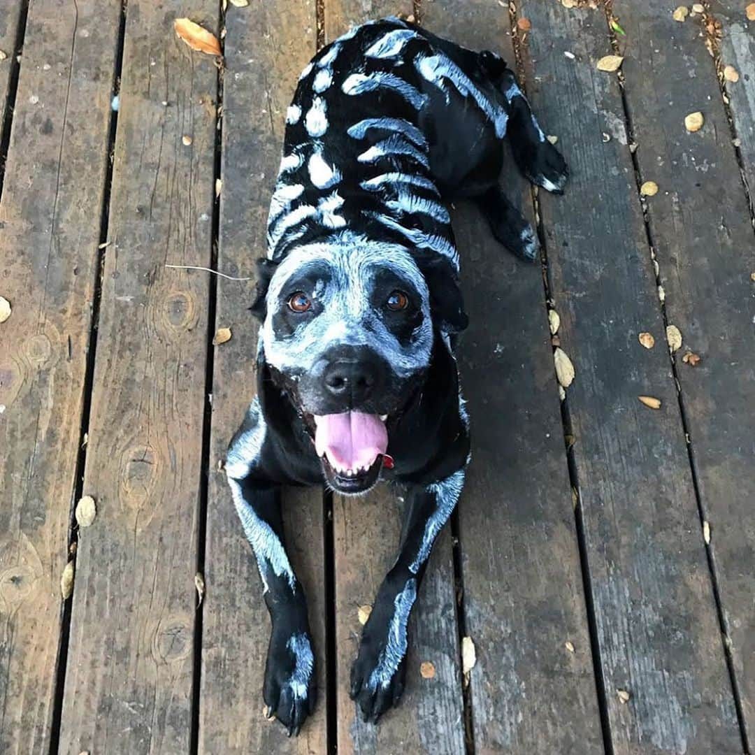 The Dogistさんのインスタグラム写真 - (The DogistInstagram)「HALLOWEEN COMMUNITY ROUNDUP: Thank you all who submitted your dog’s Halloween costumes! They were all amazing! We had our dogs look through all the submissions and these were the ten they put their paws on. HAPPY HALLOWEEN! 🎃👻」11月1日 3時55分 - thedogist