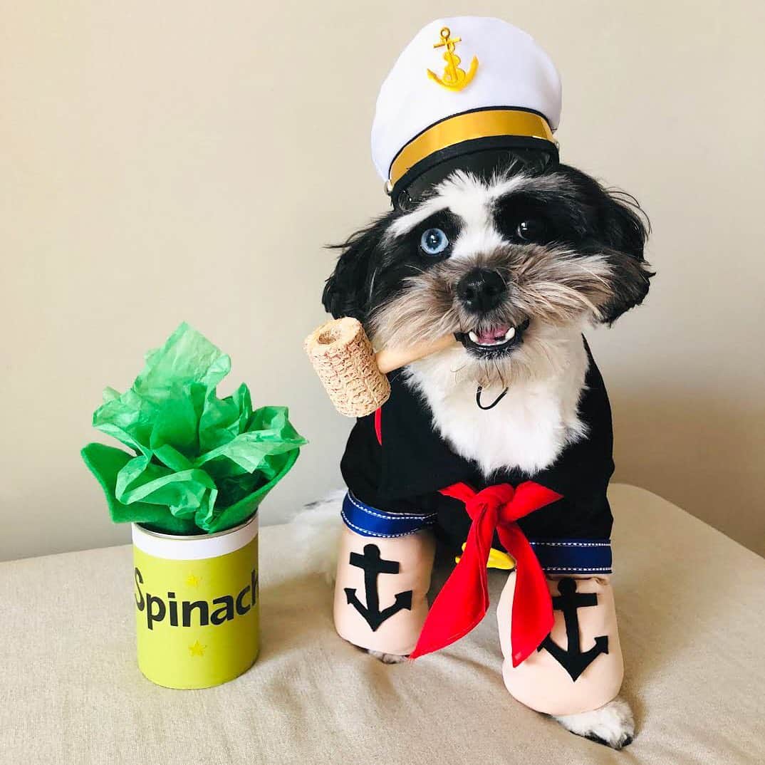 The Dogistさんのインスタグラム写真 - (The DogistInstagram)「HALLOWEEN COMMUNITY ROUNDUP: Thank you all who submitted your dog’s Halloween costumes! They were all amazing! We had our dogs look through all the submissions and these were the ten they put their paws on. HAPPY HALLOWEEN! 🎃👻」11月1日 3時55分 - thedogist