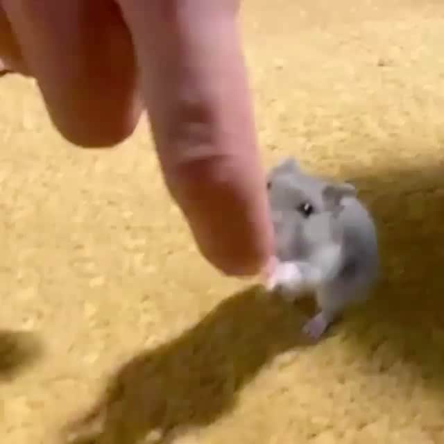 BeStylishのインスタグラム：「Baby Hamster walk in two feet 😍😂  #bestylish #cuteanimals #hamster」