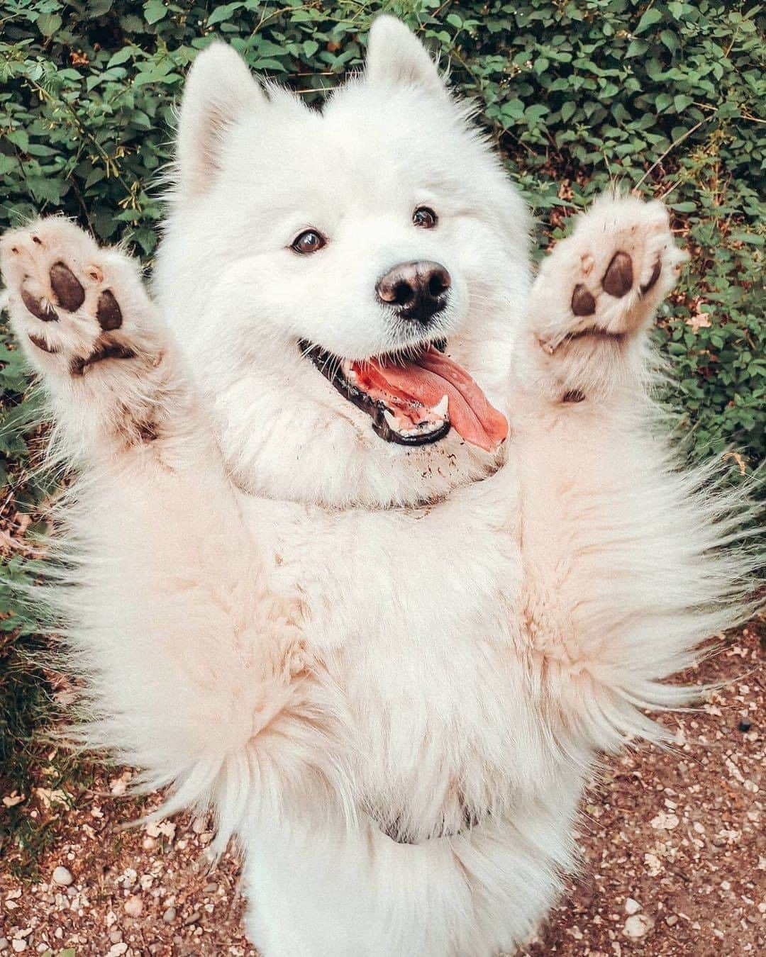 8crapさんのインスタグラム写真 - (8crapInstagram)「Paws up in the air like you don’t care! 🙆🐾 - Want to get featured like her? Join “The Barked Club” on FACEBOOK and post something now! 👉 barked.com - 📷 @tip.n.toe - #TheBarkedClub #barked #dog #doggo #Samoyed」11月1日 4時00分 - barked
