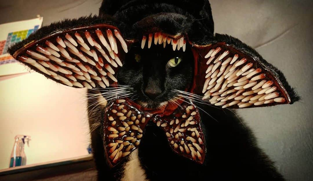 猫コスプレさんのインスタグラム写真 - (猫コスプレInstagram)「I mean... Stranger Things have happened on Halloween before.  #Halloween #StrangerThings #Demogorgon #HappyHalloween #spooktacular #fangtastic  . . . . . . #halloweenseason #halloweenideas #halloween2020 #catcosplay #cosplay #cosplayer #cat #catcostume #catsinclothes #catsofinstagram #catstagram #petclothes #PetCostume #strangerthingscosplay #demogorgoncosplay #strangerthingsfan」11月1日 4時18分 - cat_cosplay