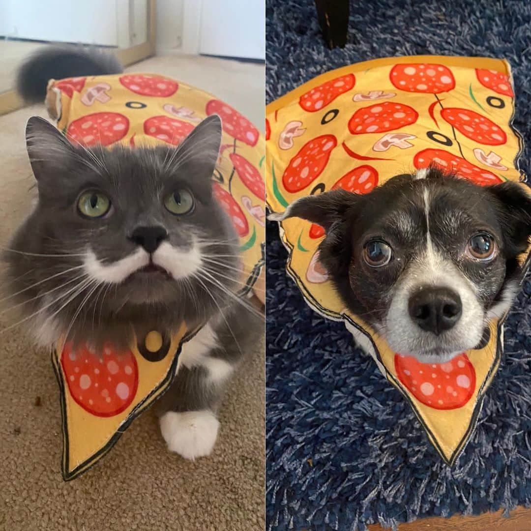 ハミルトンザ・ヒップスターキャットのインスタグラム：「Who wore it better?   Happy Halloween everyone! #mustachecat #halloween #halloweencostume」