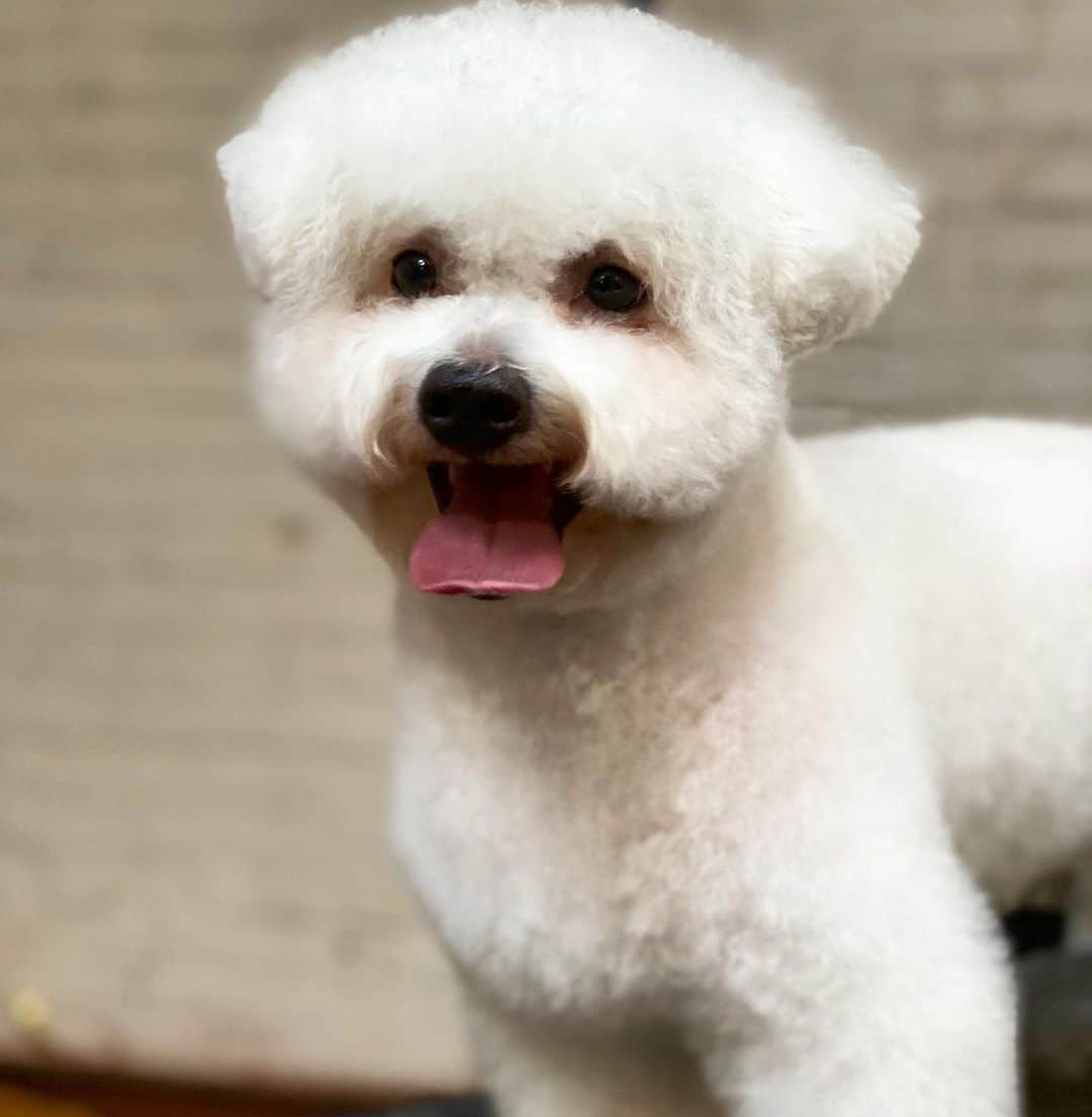 Dogs by Ginaのインスタグラム：「Putting a new shape to a ball of fluff is always hard work, but rewarding.」
