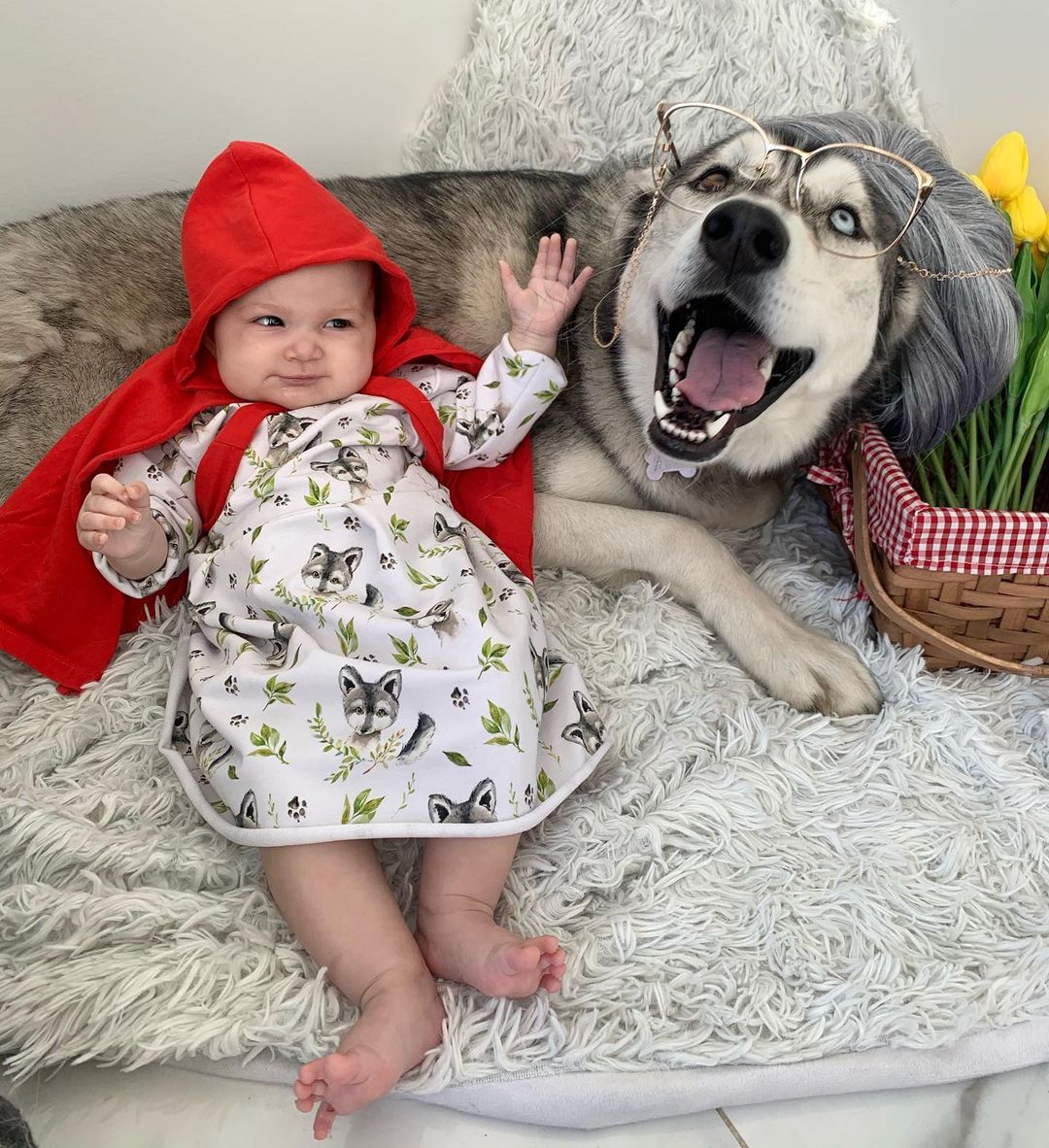 Elisabeth Riouxさんのインスタグラム写真 - (Elisabeth RiouxInstagram)「Wolfie loves to have fun & spend time with her grand mommy.. till she sees her big teeth 🐺❤️  Homemade costume made by her real grand mommy before she was eaten by Royce 🥰」11月1日 5時02分 - elisabethrioux