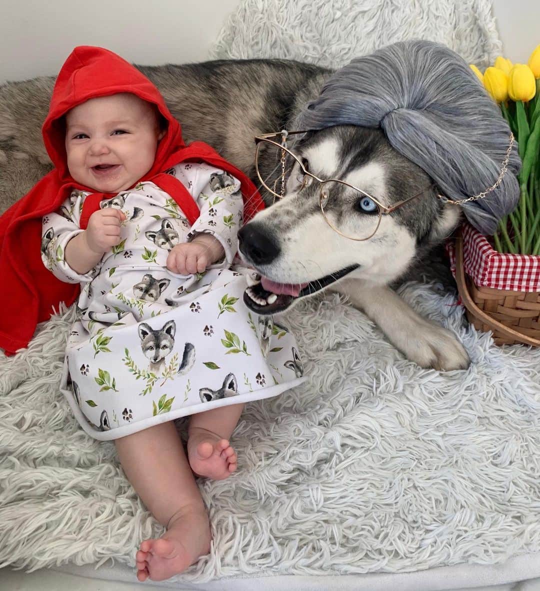 Elisabeth Riouxさんのインスタグラム写真 - (Elisabeth RiouxInstagram)「Wolfie loves to have fun & spend time with her grand mommy.. till she sees her big teeth 🐺❤️  Homemade costume made by her real grand mommy before she was eaten by Royce 🥰」11月1日 5時02分 - elisabethrioux