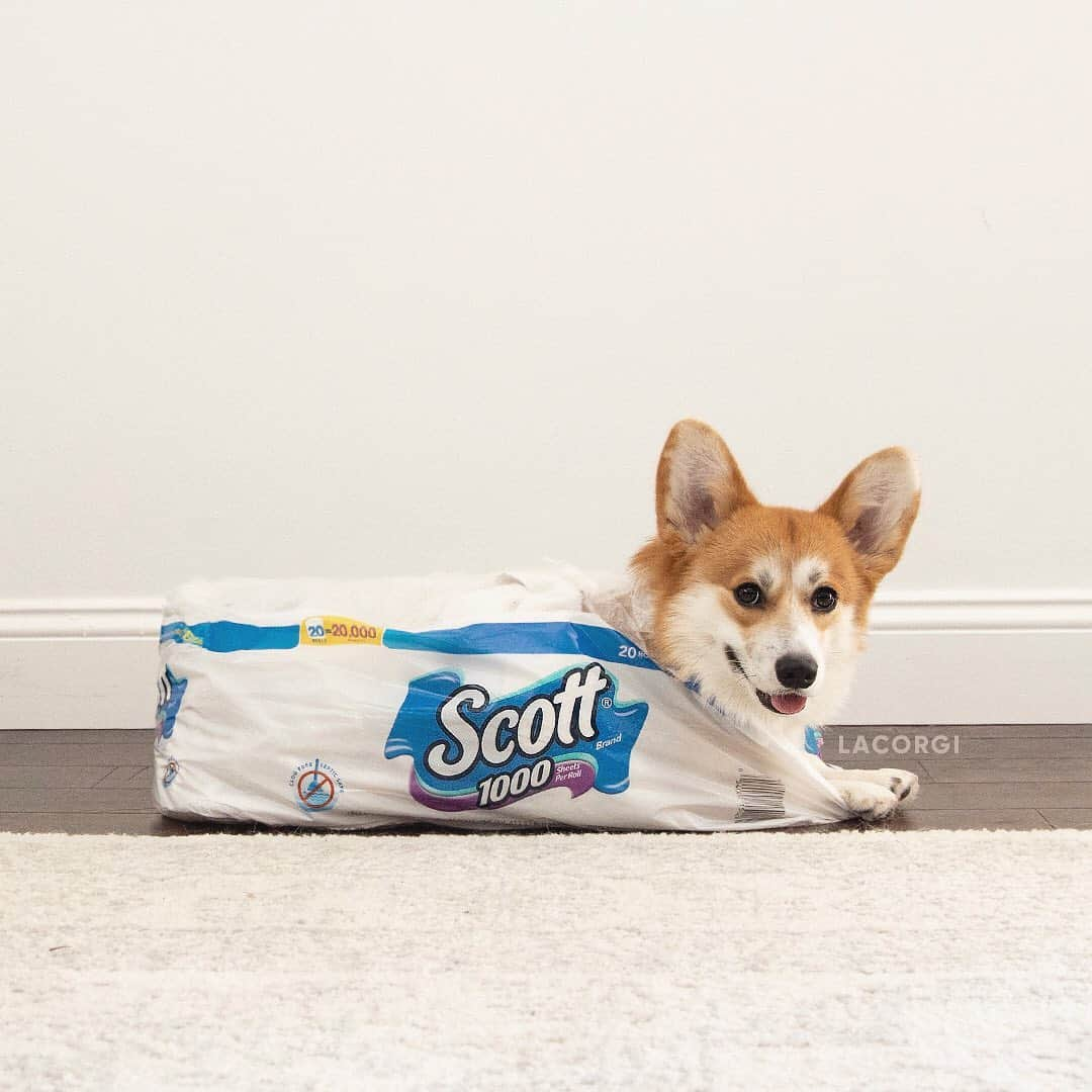 Geordi La Corgiさんのインスタグラム写真 - (Geordi La CorgiInstagram)「Scotty decided to go as himself this Halloween 🤷‍♂️⁣ ⁣ Fun fact - Scotty was born when quarantine started and there was a big TP shortage, so he and his littermates all got named after toilet paper! His sisters’ names are Kimberly Clark, Charmin and Angel Soft! 🧻🧻🧻」11月1日 5時14分 - lacorgi