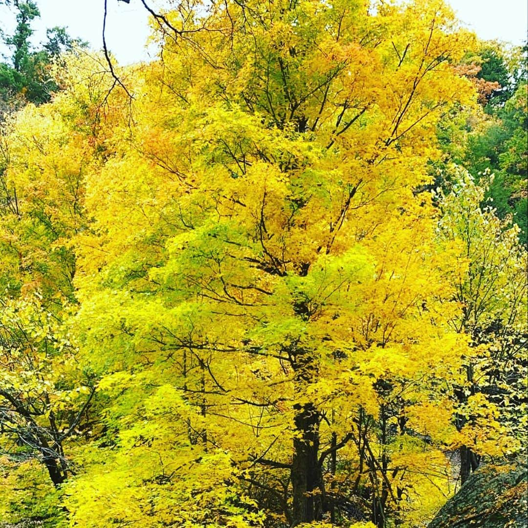 小出恵介さんのインスタグラム写真 - (小出恵介Instagram)「Standing in the forest and nobody could hear you🌹🍖🎡🍁🐚」11月1日 5時22分 - kaykoide