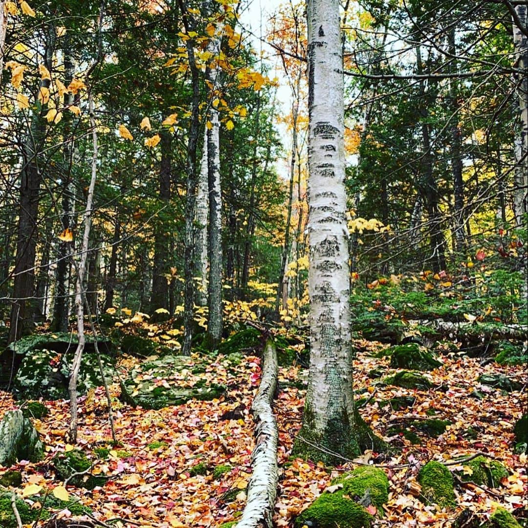 小出恵介さんのインスタグラム写真 - (小出恵介Instagram)「Standing in the forest and nobody could hear you🌹🍖🎡🍁🐚」11月1日 5時22分 - kaykoide