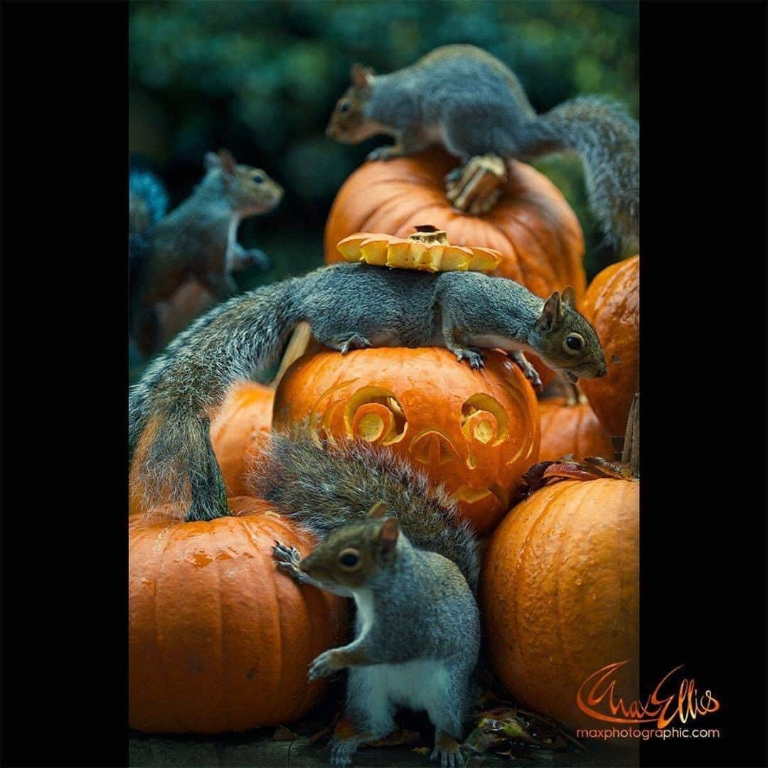 Discover Earthさんのインスタグラム写真 - (Discover EarthInstagram)「🎃 The squirrel who stole #Halloween @squirrelisimo back again for another year! 🐿️  In many countries, no need for a squirrel to steal Halloween, #covid_19 did it already. We are sending you all our love and our support ! And we still wish you a #happyhalloween !  🎃 #discoverwhostoleHalloween with @squirrelisimo , via @junkyardmax  . . .  #halloween  #horror  #pumpkin  #spooky  #scary  #creepy  #october  #trickortreat  #halloween2016  #horrormovies  #halloweencostume  #costume  #horrorfan  #gore  #squirrel  #squirrels  #squirrelsofinstagram  #squirrellife  #forceetcourage💪  #squirrellove」11月1日 5時30分 - discoverearth