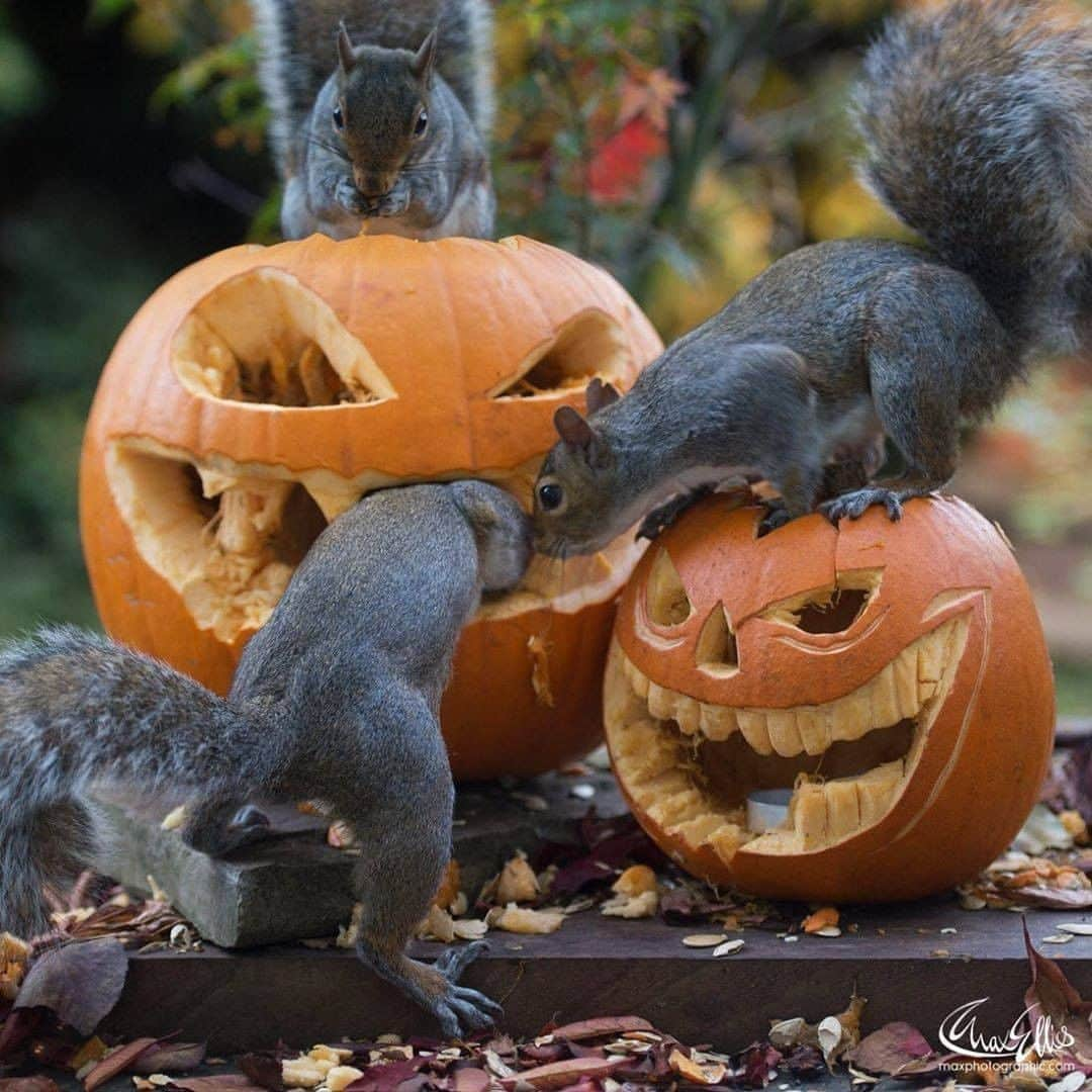 Discover Earthさんのインスタグラム写真 - (Discover EarthInstagram)「🎃 The squirrel who stole #Halloween @squirrelisimo back again for another year! 🐿️  In many countries, no need for a squirrel to steal Halloween, #covid_19 did it already. We are sending you all our love and our support ! And we still wish you a #happyhalloween !  🎃 #discoverwhostoleHalloween with @squirrelisimo , via @junkyardmax  . . .  #halloween  #horror  #pumpkin  #spooky  #scary  #creepy  #october  #trickortreat  #halloween2016  #horrormovies  #halloweencostume  #costume  #horrorfan  #gore  #squirrel  #squirrels  #squirrelsofinstagram  #squirrellife  #forceetcourage💪  #squirrellove」11月1日 5時30分 - discoverearth