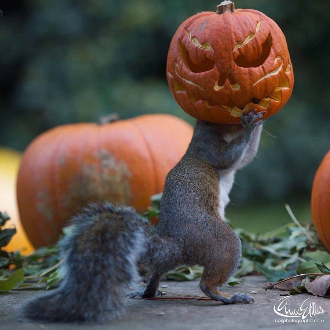 Discover Earthさんのインスタグラム写真 - (Discover EarthInstagram)「🎃 The squirrel who stole #Halloween @squirrelisimo back again for another year! 🐿️  In many countries, no need for a squirrel to steal Halloween, #covid_19 did it already. We are sending you all our love and our support ! And we still wish you a #happyhalloween !  🎃 #discoverwhostoleHalloween with @squirrelisimo , via @junkyardmax  . . .  #halloween  #horror  #pumpkin  #spooky  #scary  #creepy  #october  #trickortreat  #halloween2016  #horrormovies  #halloweencostume  #costume  #horrorfan  #gore  #squirrel  #squirrels  #squirrelsofinstagram  #squirrellife  #forceetcourage💪  #squirrellove」11月1日 5時30分 - discoverearth