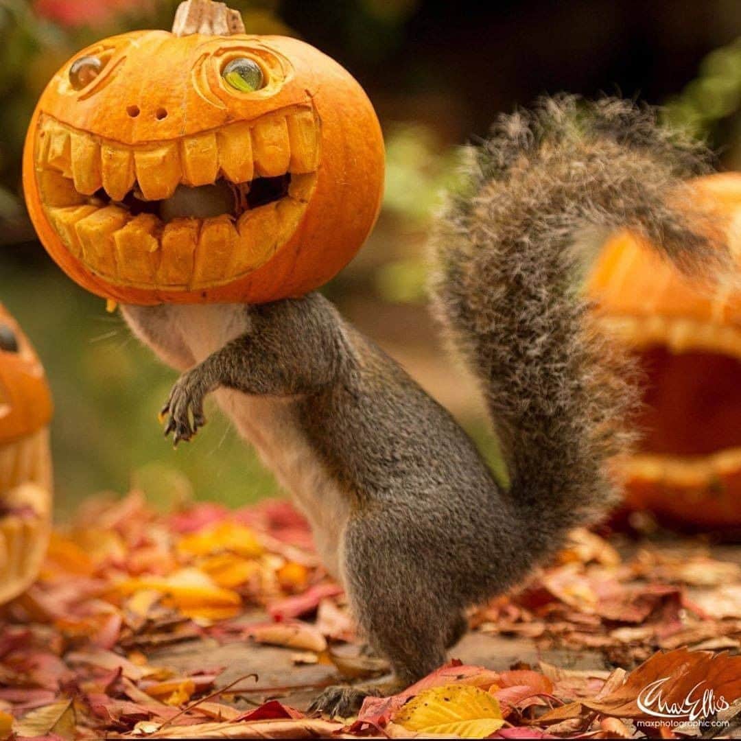 Discover Earthさんのインスタグラム写真 - (Discover EarthInstagram)「🎃 The squirrel who stole #Halloween @squirrelisimo back again for another year! 🐿️  In many countries, no need for a squirrel to steal Halloween, #covid_19 did it already. We are sending you all our love and our support ! And we still wish you a #happyhalloween !  🎃 #discoverwhostoleHalloween with @squirrelisimo , via @junkyardmax  . . .  #halloween  #horror  #pumpkin  #spooky  #scary  #creepy  #october  #trickortreat  #halloween2016  #horrormovies  #halloweencostume  #costume  #horrorfan  #gore  #squirrel  #squirrels  #squirrelsofinstagram  #squirrellife  #forceetcourage💪  #squirrellove」11月1日 5時30分 - discoverearth