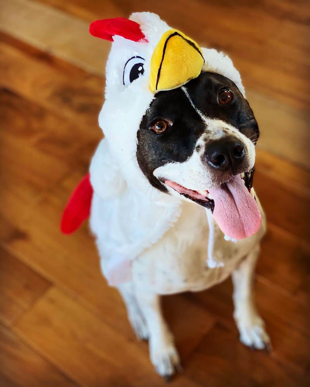 エイドリアン・ブロディさんのインスタグラム写真 - (エイドリアン・ブロディInstagram)「🐔 Winner winner chicken dinner! 🎃 #happyhalloween #metachicken #bestdressed #bestdog #chicken」11月1日 5時32分 - adrienbrody