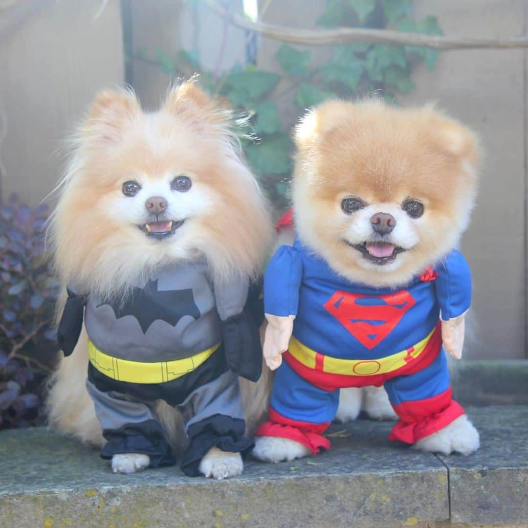 Buddy Boo Blueさんのインスタグラム写真 - (Buddy Boo BlueInstagram)「These two were always out either saving the world or stealing your hearts. Happy Halloween, everyone, from our family to yours!」11月1日 11時21分 - buddyboowaggytails