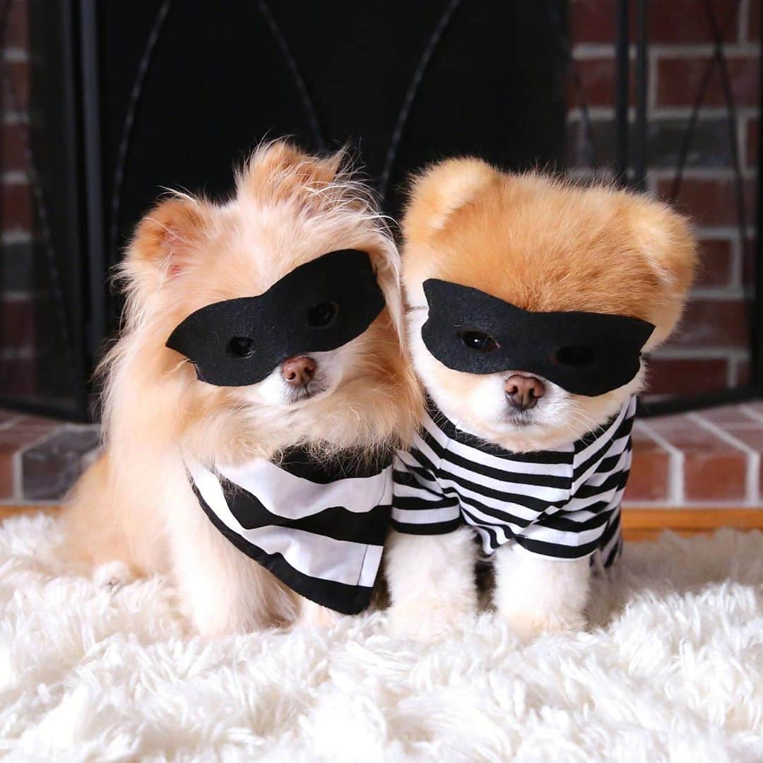Buddy Boo Blueさんのインスタグラム写真 - (Buddy Boo BlueInstagram)「These two were always out either saving the world or stealing your hearts. Happy Halloween, everyone, from our family to yours!」11月1日 11時21分 - buddyboowaggytails