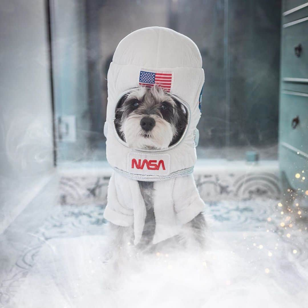 Remix the Dogのインスタグラム：「Decided to spend the rest of 2020 on the moon. I heard it has water and not a Karen in sight. 🌙😜」