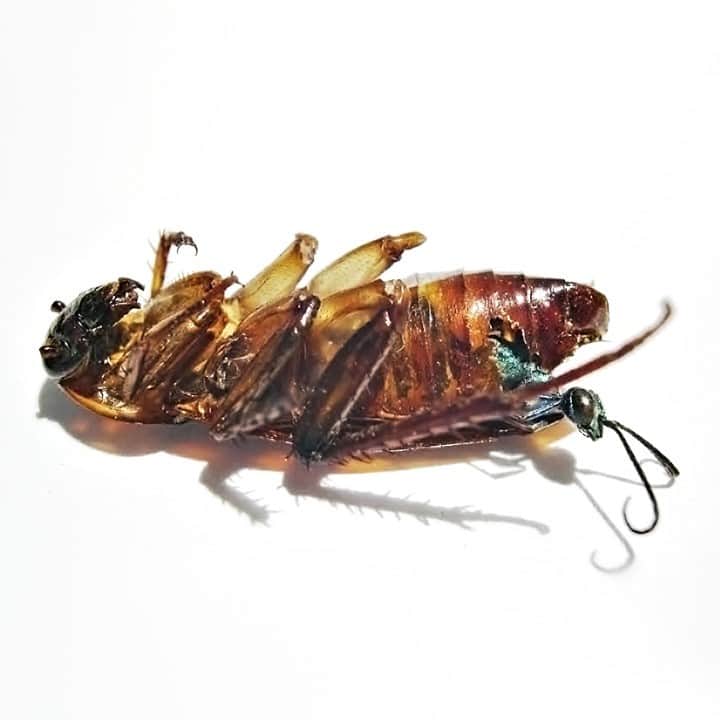 TED Talksのインスタグラム：「It's true: Zombies exist. 🧟 🧟 🧟  Well, zombie insects. And no one is safe — well, no bugs anyway. The emerald cockroach wasp — the small green insect pictured inside this roach — seeks out cockroaches so it can *stab their brains* with its stinger and control their minds. “It doesn't kill the roach, nor does it sedate it,” explains science writer Ed Yong. “The roach could walk away or fly or run if it chose to but it doesn't choose to, because the venom nixes its motivation to walk, and only that. The wasp basically unchecks the escape-from-danger box in the roach's operating system.” Scary! This is just one of the many parasitic relationships studied by Yong. Why does he love parasites so much? Because their lives are unexpected and full of plot twists — just like a good story! To hear more eerie tales of very real creepy crawlies, head to the link in our bio.」