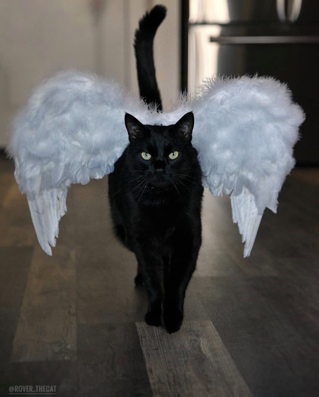 Subaru of Americaさんのインスタグラム写真 - (Subaru of AmericaInstagram)「@rover_thecat is giving catwalk a whole new meaning. Tag us in your pet costume posts/stories! #BlackCatAwarenessMonth  (📸: @rover_thecat)」11月1日 6時12分 - subaru_usa