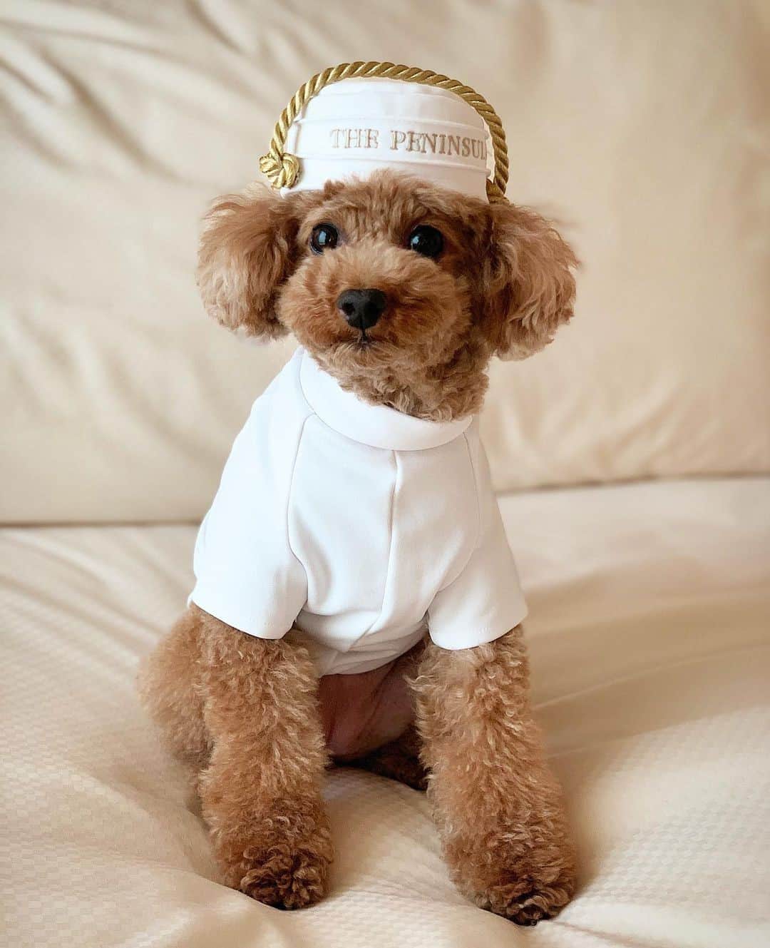 The Peninsula Hotelsさんのインスタグラム写真 - (The Peninsula HotelsInstagram)「Our kind of costume! @huajiao4000’s pup dressed up like a Peninsula Page during a recent visit to @thepeninsulatokyo. We love welcoming your furry family members! #penpets⁣ ⁣ ⁣ ⁣ ⁣ #peninsulahotels #luxuryhotelexperience #luxuryexperience #hotellifestyle #fivestarservice #fivestarhotels #fivestarhotel #tokyo」11月1日 6時17分 - peninsulahotels