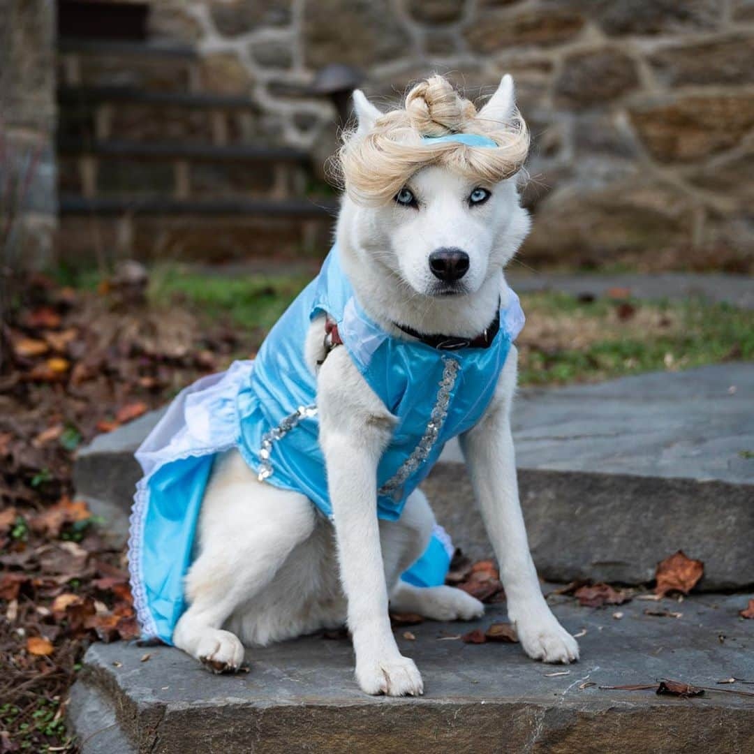 The Dogistさんのインスタグラム写真 - (The DogistInstagram)「Elsa, Siberian Husky mix (1.5 y/o), Narberth, PA • “The cold never bothers her, anyway.” @chasingelsa」11月1日 6時28分 - thedogist