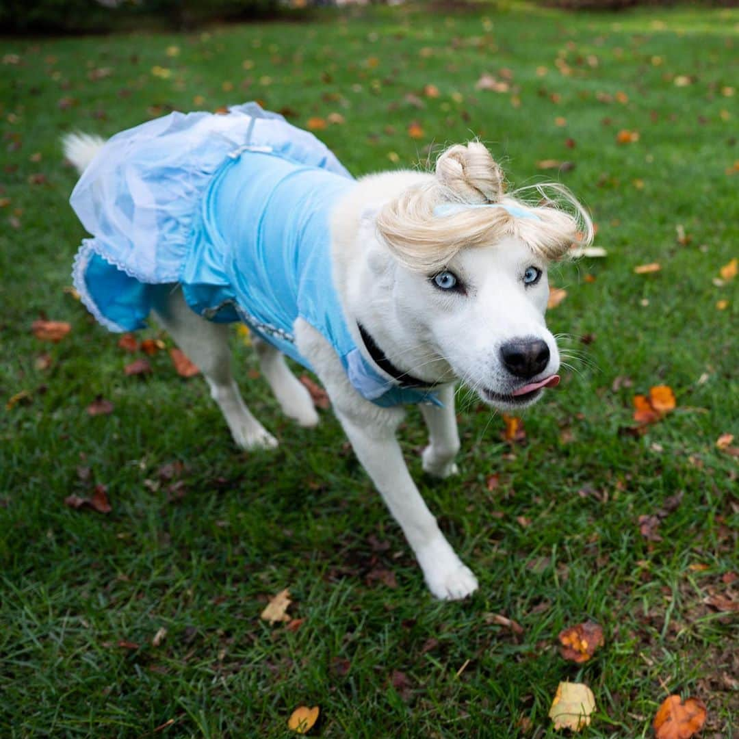 The Dogistさんのインスタグラム写真 - (The DogistInstagram)「Elsa, Siberian Husky mix (1.5 y/o), Narberth, PA • “The cold never bothers her, anyway.” @chasingelsa」11月1日 6時28分 - thedogist