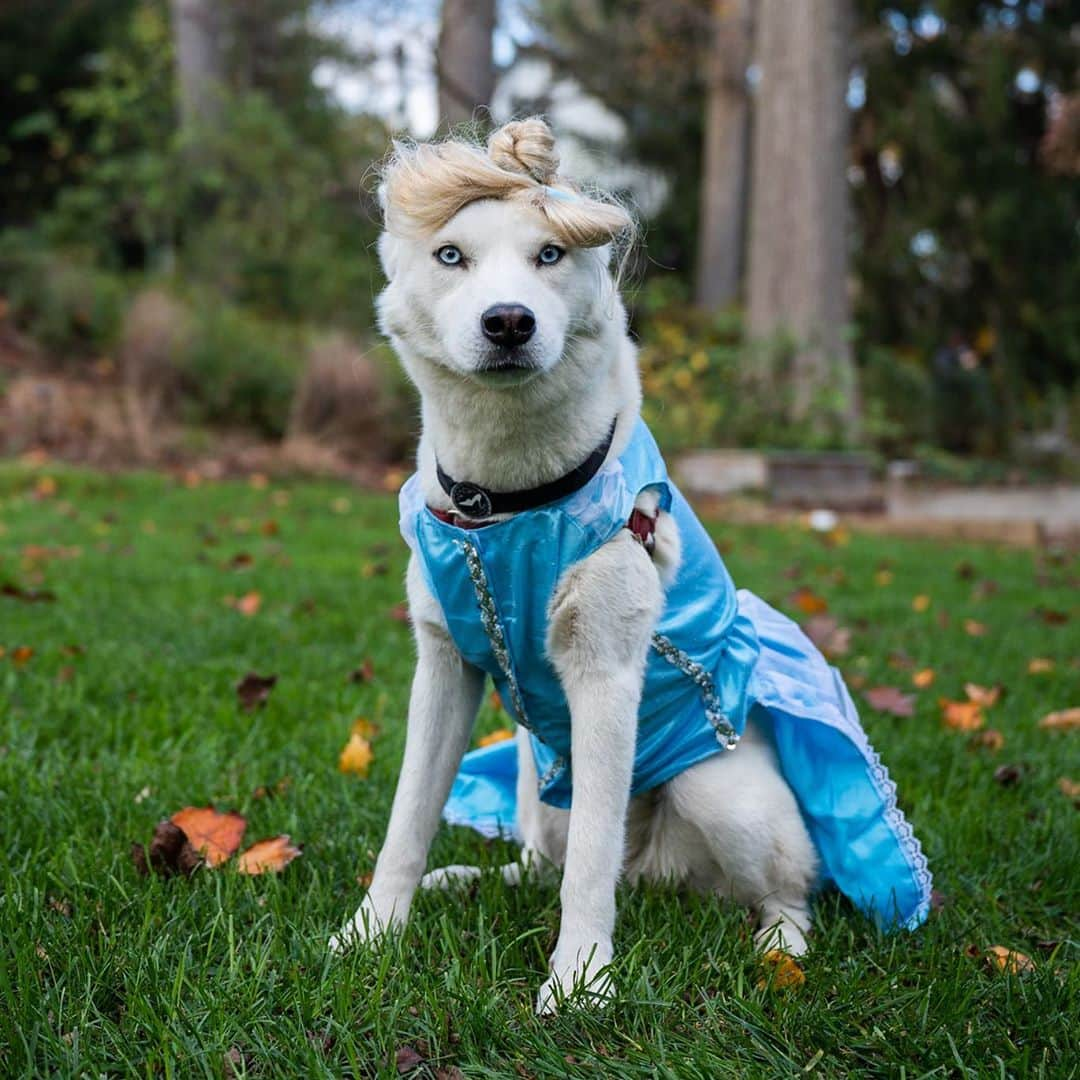 The Dogistさんのインスタグラム写真 - (The DogistInstagram)「Elsa, Siberian Husky mix (1.5 y/o), Narberth, PA • “The cold never bothers her, anyway.” @chasingelsa」11月1日 6時28分 - thedogist