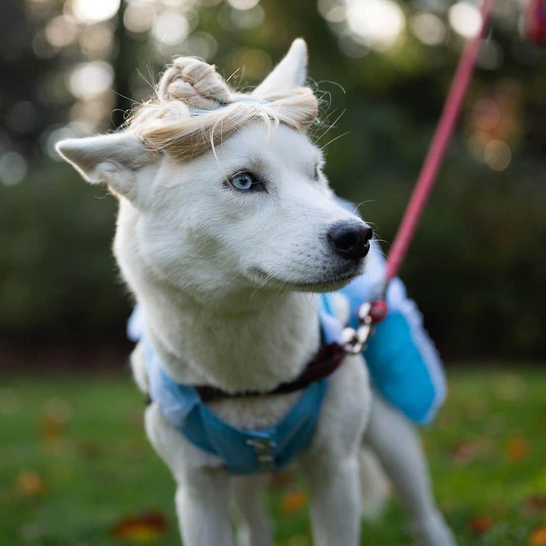 The Dogistさんのインスタグラム写真 - (The DogistInstagram)「Elsa, Siberian Husky mix (1.5 y/o), Narberth, PA • “The cold never bothers her, anyway.” @chasingelsa」11月1日 6時28分 - thedogist