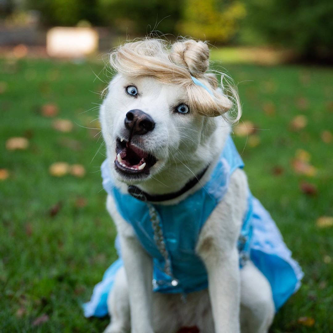 The Dogistさんのインスタグラム写真 - (The DogistInstagram)「Elsa, Siberian Husky mix (1.5 y/o), Narberth, PA • “The cold never bothers her, anyway.” @chasingelsa」11月1日 6時28分 - thedogist