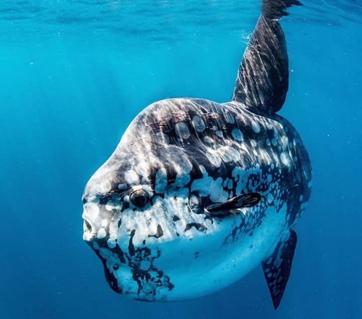 Costa Sunglassesのインスタグラム：「Monster of the sea. 📷: @almcglashan #HappyHalloween #SeeWhatsOutThere #BornOnTheWater」