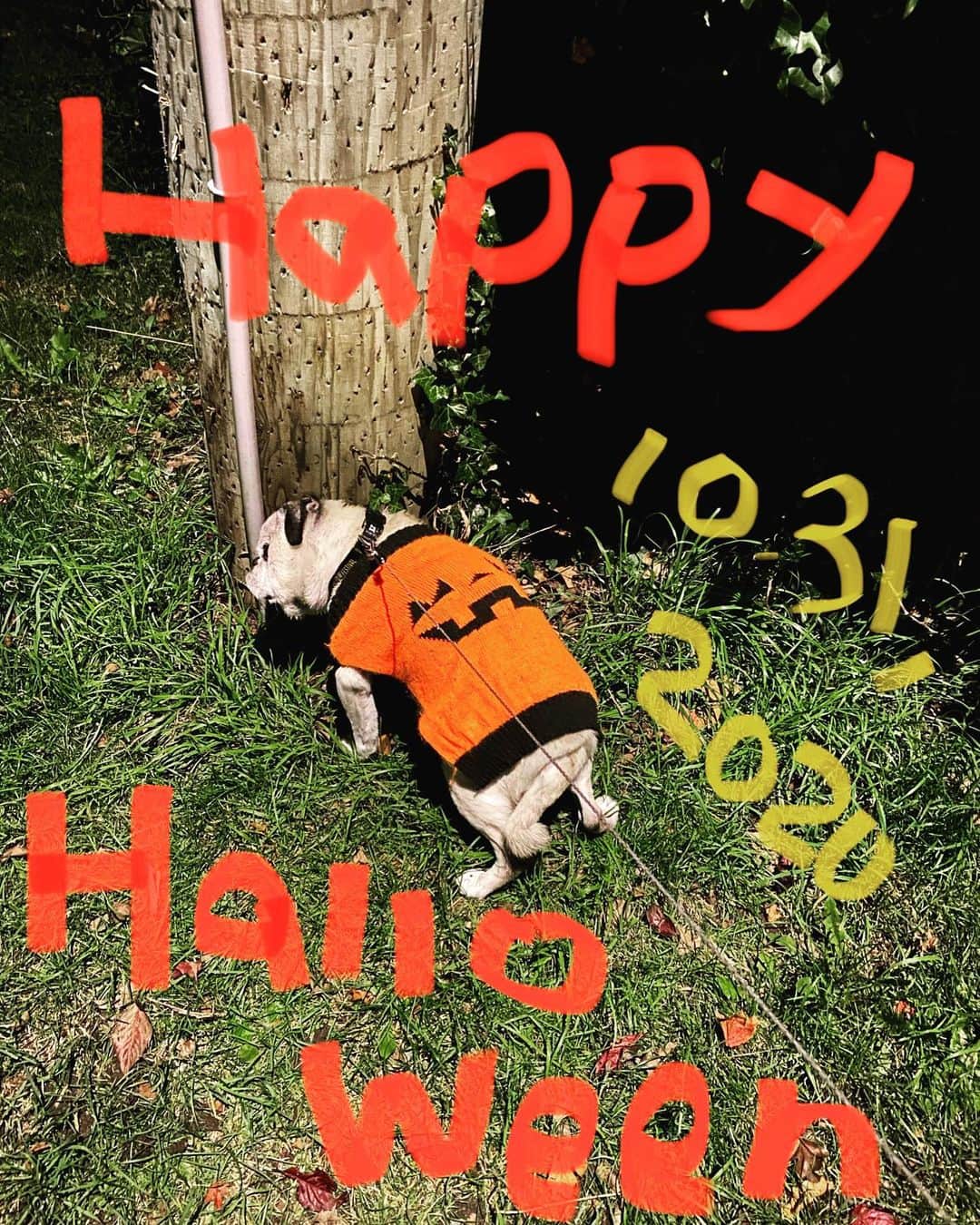 吉野紗香のインスタグラム：「Happy Halloween 🎃 #happy #halloween #muffin #pug #costume #fashionable #ハッピー　#ハロウィン　#マフィン　#パグ　#コスプレ　#好き　#おしゃれさん」