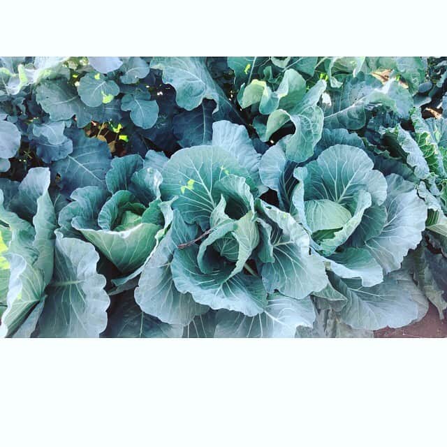 のインスタグラム：「親戚の畑へ🥬🥕🥜 落花生を掘ったよ！採れたての野菜という贅沢✨✨ 最高！！ . 茹で落花生〜🥜😊 鮭と鶏団子とお野菜たっぷり石狩鍋も美味しかった〜💕 ご馳走さまでした🍲🙏🏻 畑、やってみたいなぁ🤔 . #畑 #野菜 #興味津々」