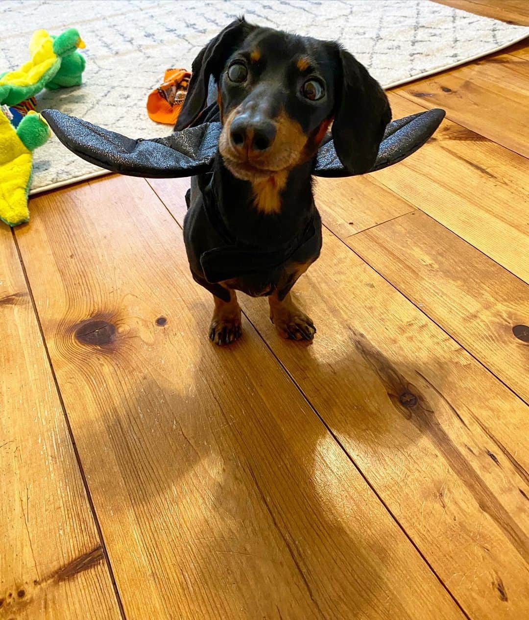 Crusoe the Celebrity Dachshundのインスタグラム：「“That shadow tho 😉🦇” ~ Crusoe」