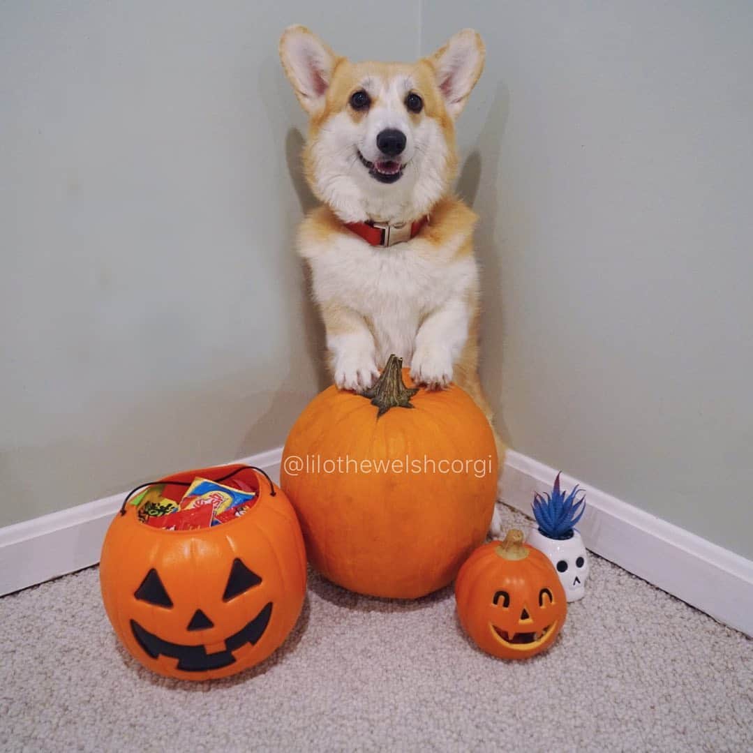 Liloのインスタグラム：「Trick OR treat?! Happy Halloween everypawdy woof! Usually I’m the one getting treats but I guess I’ll be nice and give out treats to humans... or trick! 🎃」