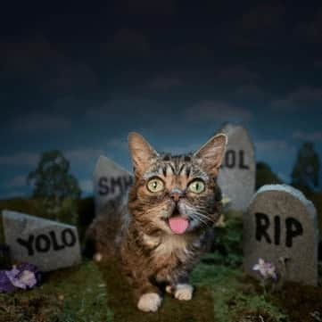 Lil BUBさんのインスタグラム写真 - (Lil BUBInstagram)11月1日 6時44分 - iamlilbub