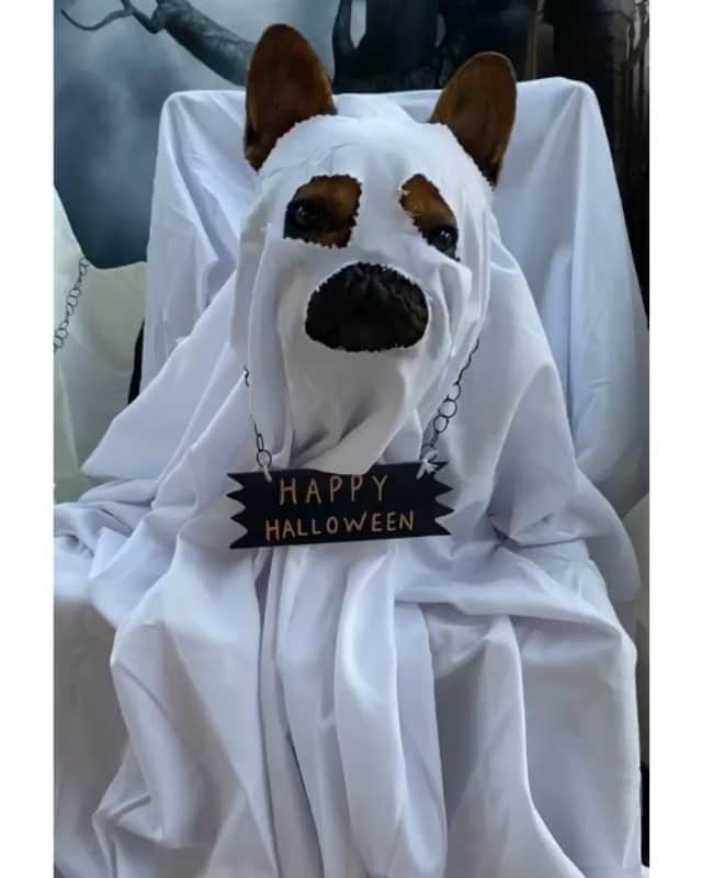French Bulldogのインスタグラム