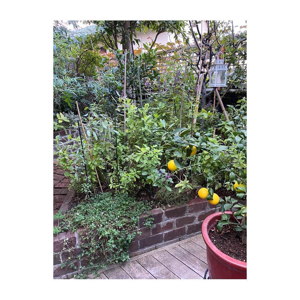 栗原はるみさんのインスタグラム写真 - (栗原はるみInstagram)「みなさんおはようございます。自分が楽しみながら食べられるように少しづついろいろな野菜を植えました。小松菜、ブロッコリー、レタス、ねぎ、セロリなど。その為に今まで育てていたバジルを移動してハーブ類を一か所に植え替えました。我が家のハーブ、レモングラス、大葉はまだまだ元気に育っていて嬉しい限りです。植物は季節が変わることを教えてくれますが丁寧に手をかけるとそれを遅らせることが出来るかもしれないと思いながら毎日育てています。私は今日も料理の試作します。みなさんは無理をしないで楽しんでね〜。#栗原はるみ  #kuriharaharumi #玲児さんと一緒に見た満月」11月1日 7時40分 - harumi_gram