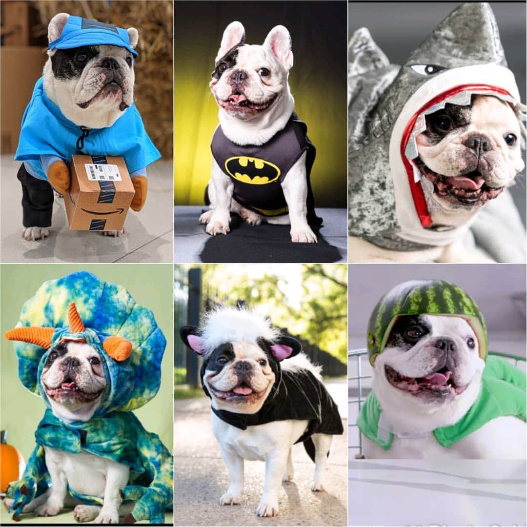 Manny The Frenchieのインスタグラム：「Some of my fav costumes from the past. Happy Halloween everyone! 🎃 Stay safe!」